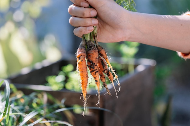 Cenouras infantis orgânicas frescas As cenouras acabam de ser colhidas da horta