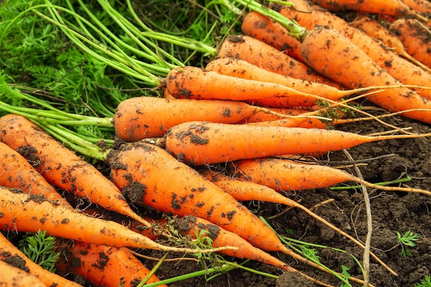 cenouras maduras colhidas em uma fazenda de vegetais. colheita de cenoura, conceito de cultivo de cenoura