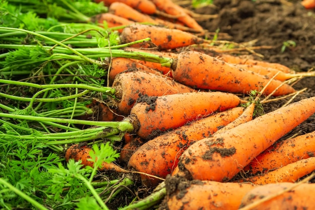 cenouras maduras colhidas em uma fazenda de vegetais. colheita de cenoura, conceito de cultivo de cenoura