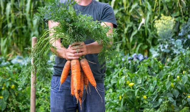 Cenouras nas mãos dos agricultores. cultura ecologicamente correta. foco seletivo