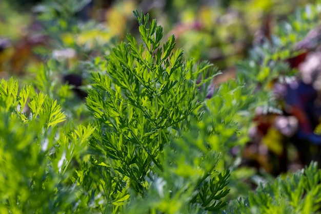 Cenouras verdes ao crescer no campo