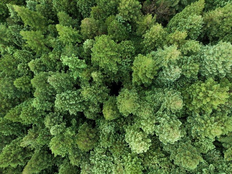 Cental sobre un frondoso y verde bosque de secuoyas enormes