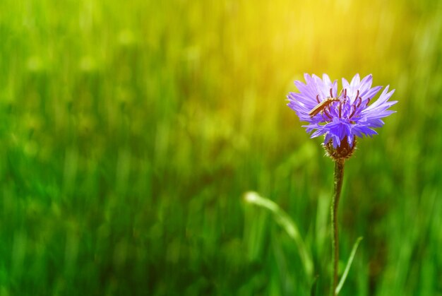 Centaurea al aire libre con flores de cornflower de colores brillantes