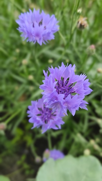 Centáurea azul (Centaurea cyanus) em um fundo vegetal verde natural no jardim ou no campo. Plano de fundo para cartões postais. A bandeira. Papel de parede ou protetor de tela para o seu telefone.