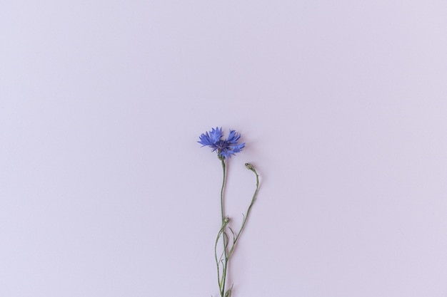 Centáurea azul sobre fundo branco Composição de flores de vista superior plana minimalista
