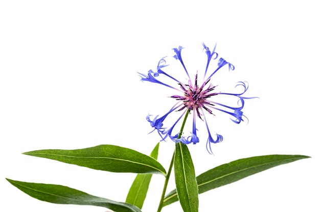 Centaurea-Blume vor weißem Hintergrund