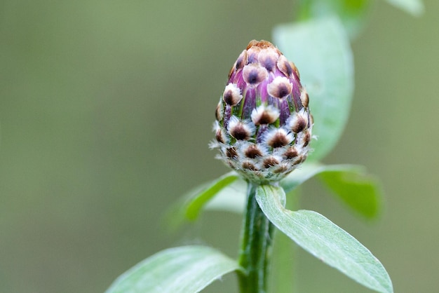 Centaurea cyanus Bud of Purple Cornflower flor crece en la pradera de verano foto de primer plano con enfoque selectivo suave