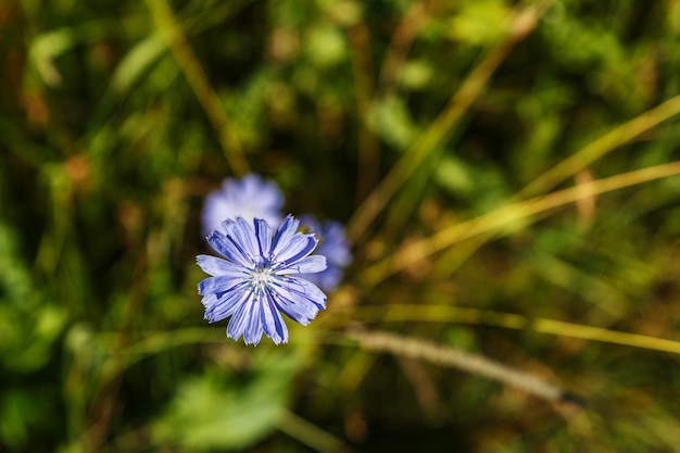 Centaurea cyanus en la naturaleza.