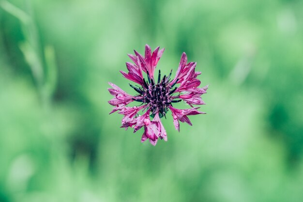 Centaurea jacea, a knapweed marrom, também conhecida como knapweed de raia marrom no verão