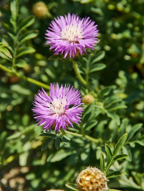 Centaurea jacea