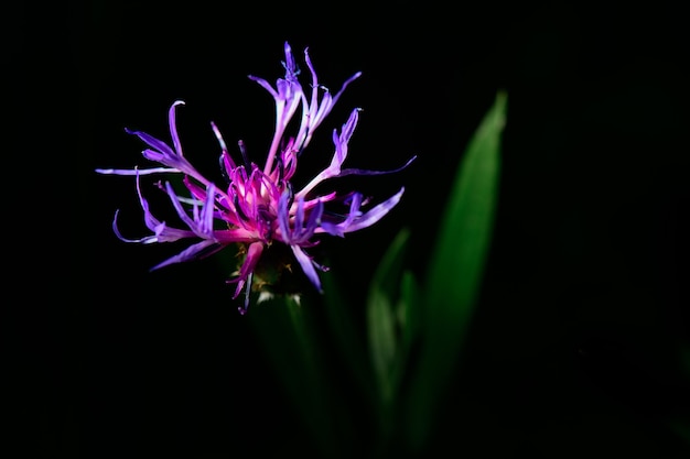 Centaurea montana en los Prealpes italianos