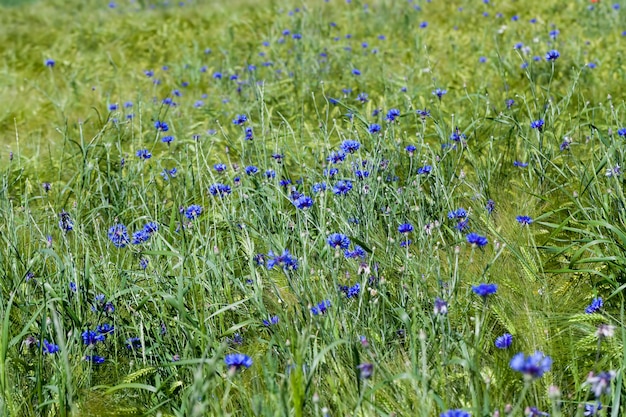 Centáureas azuis crescendo em um campo agrícola, centáureas azuis no verão
