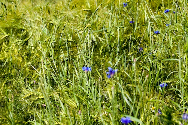 Centáureas azuis crescendo no verão