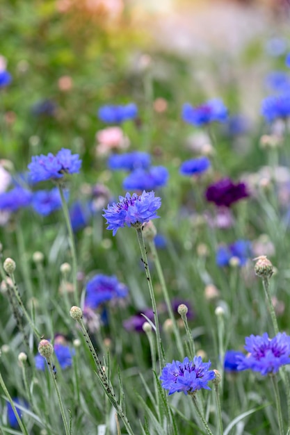 centáureas coloridas Centaurea cyanus