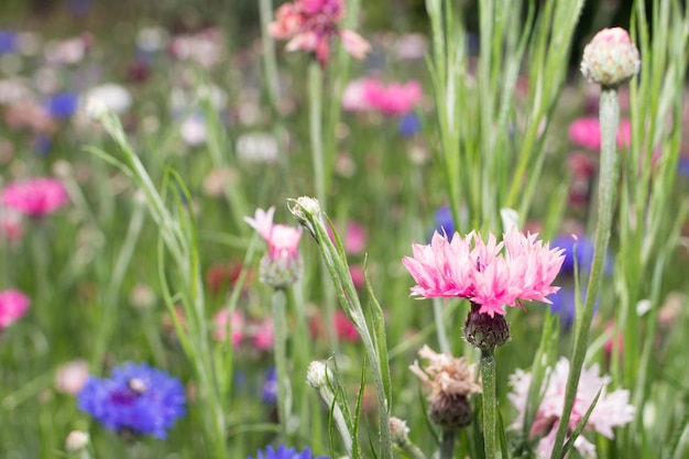 Centáureas de knapweed cor-de-rosa no jardim de verão