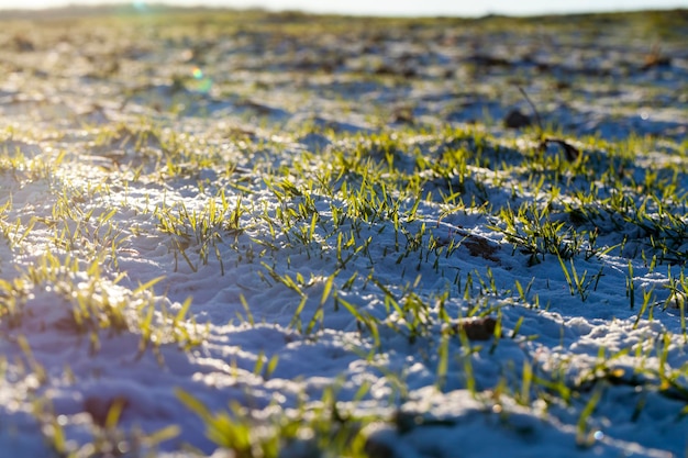 Centeio de inverno pequeno na temporada de inverno na neve