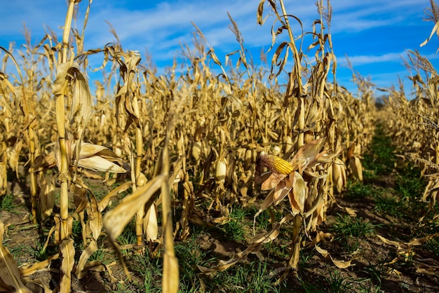 Centeio de milho crescendo em planta pronta para colheita Argentino Campo Buenos Aires Província Argentina