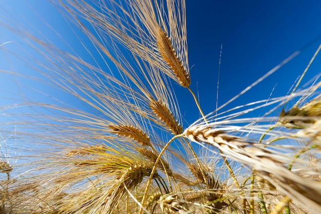 Centeio dourado em um campo agrícola no verão, cultivo para cultivo de centeio e colheita de cereais