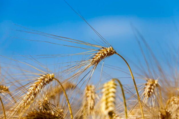 Centeio dourado em um campo agrícola no verão, cultivo para cultivo de centeio e colheita de cereais