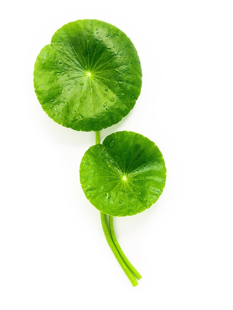 Centella Asiatica-Blätter isoliert auf weißem Hintergrund.