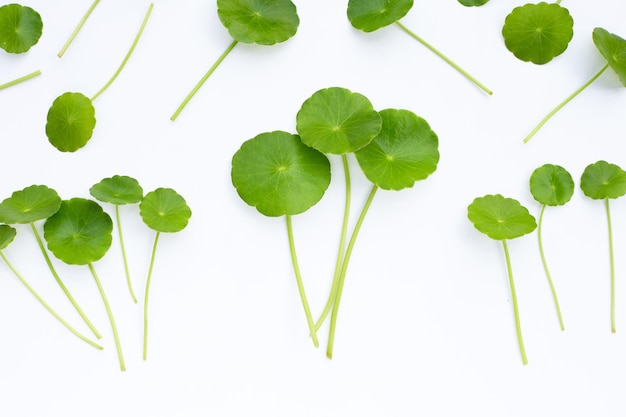 Centella asiática fresca hojas verdes sobre fondo blanco.