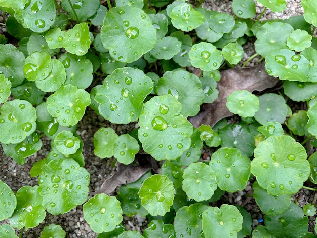 Centella asiatica Plantas medicinales que tienen propiedades medicinales