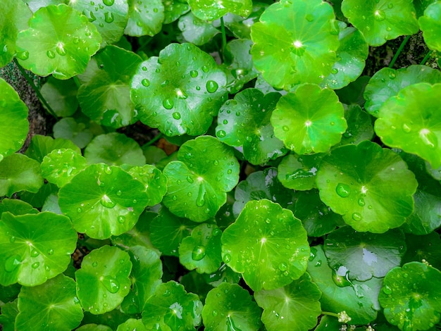 Centella asiatica Plantas medicinales que tienen propiedades medicinales