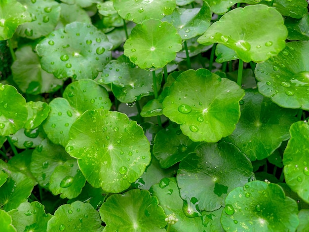 Foto centella asiatica plantas medicinales que tienen propiedades medicinales