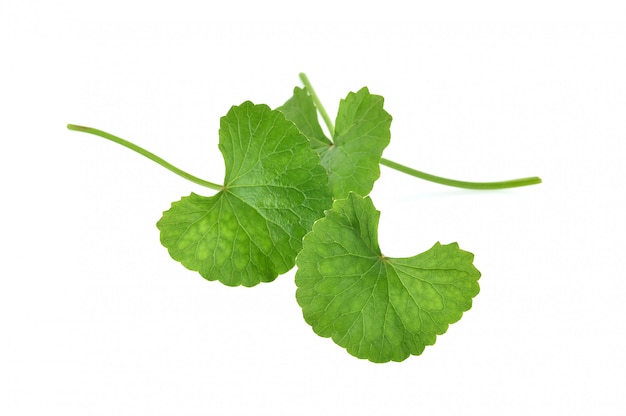 Centella asiatica sobre fondo blanco.