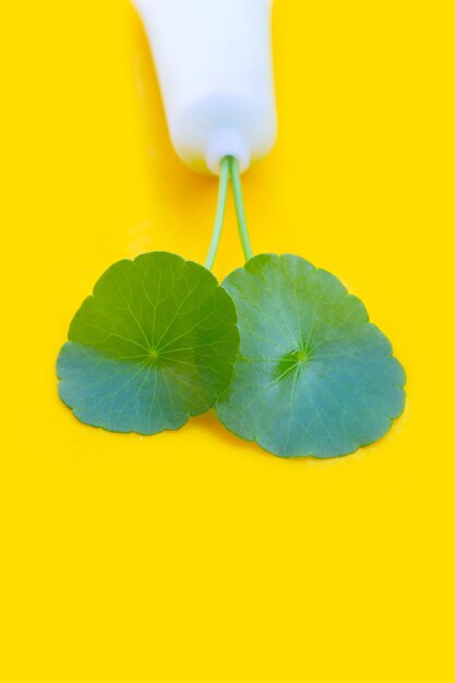 Centella asiática verde fresca deja en botella cosmética sobre fondo amarillo.