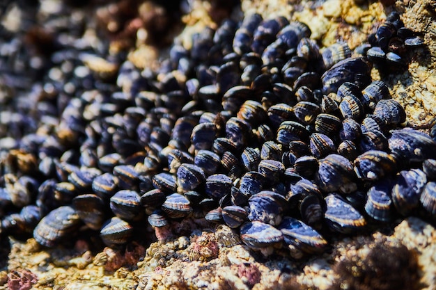 Centenas de mexilhões em rochas oceânicas pela costa