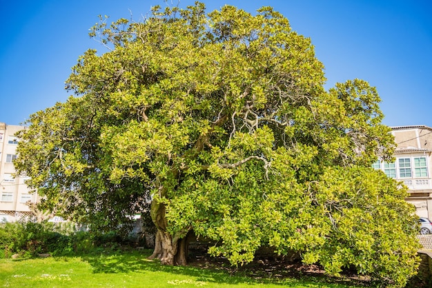 Foto centennial magnolia grandiflora großer baum in einem park einer der ältesten bäume europas loca