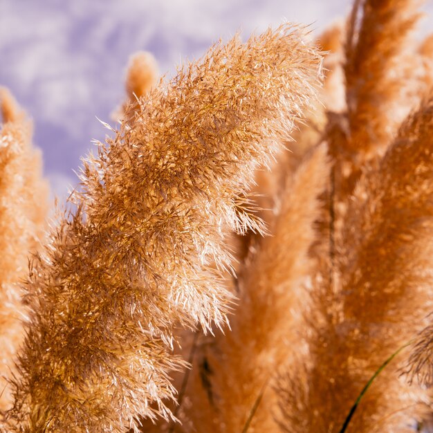 Centeno. Detalles. Arte de fondo de naturaleza mínima