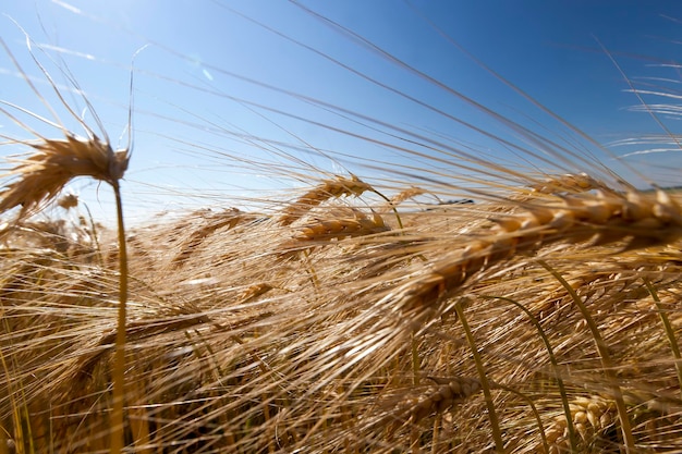 Centeno dorado en un campo agrícola en el verano, cultivo para el cultivo de centeno y cosecha de cereales