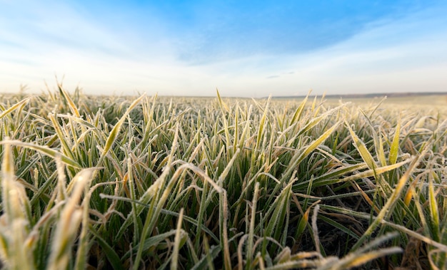 Centeno de invierno o trigo cubierto con cristales de hielo y heladas durante las heladas de invierno, hierba en un primer plano de campo agrícola, rendimiento en el campo