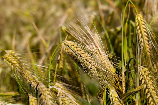 Centeno maduro amarillo en un campo agrícola en el verano