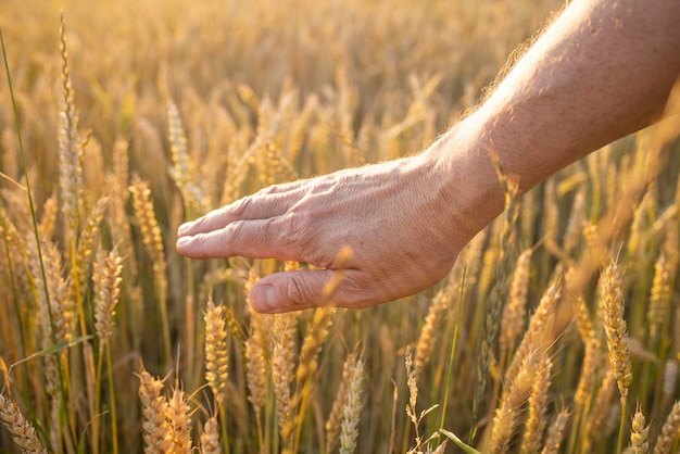 Centeno de trigo en manos de un agricultor Cultivo de cultivos Paisaje de verano rural amarillo dorado Brotes de centeno de trigo en manos de un agricultor El agricultor camina por el campo para controlar la cosecha