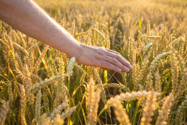 Centeno de trigo en manos de un agricultor Cultivo de cultivos Paisaje de verano rural amarillo dorado Brotes de centeno de trigo en manos de un agricultor El agricultor camina por el campo para controlar la cosecha