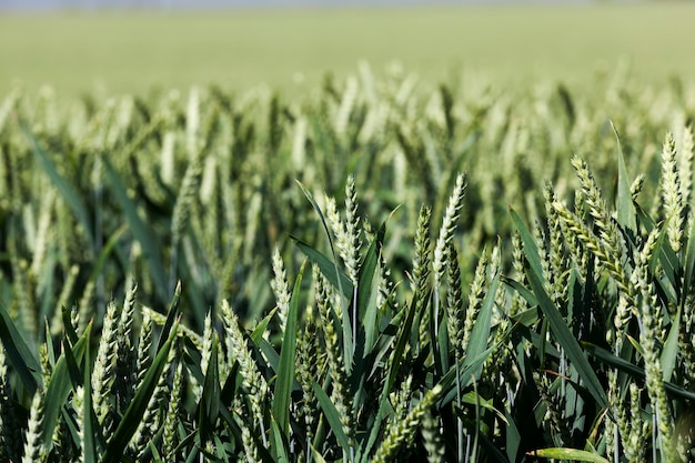 Centeno verde en un campo agrícola en el verano, agricultura para el cultivo de trigo y cosecha de grano