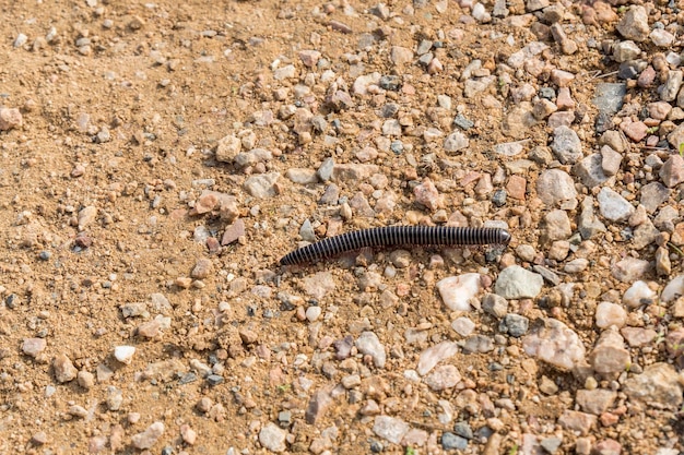 Centopeia andando pela terra Chilopoda