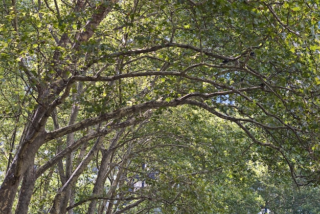 Central Park Bäume grünen Regenschirm