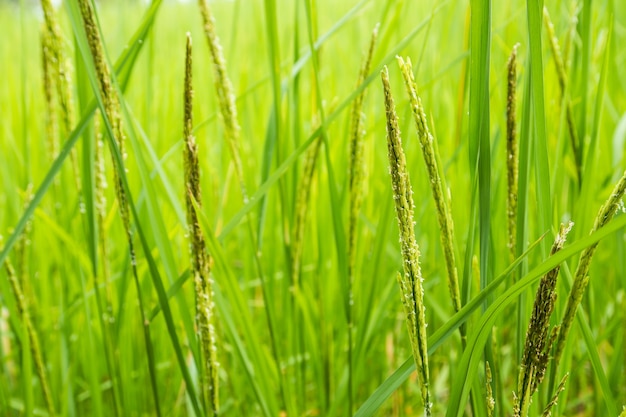 Centrarse en cortar los tallos de arroz