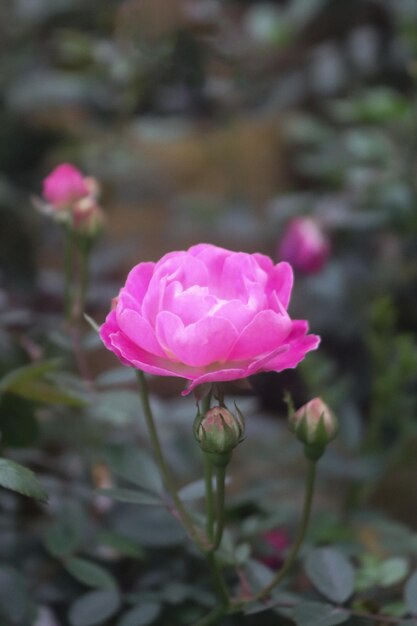 Centro hermosas flores de color rosa brillante y muchas flores brotan