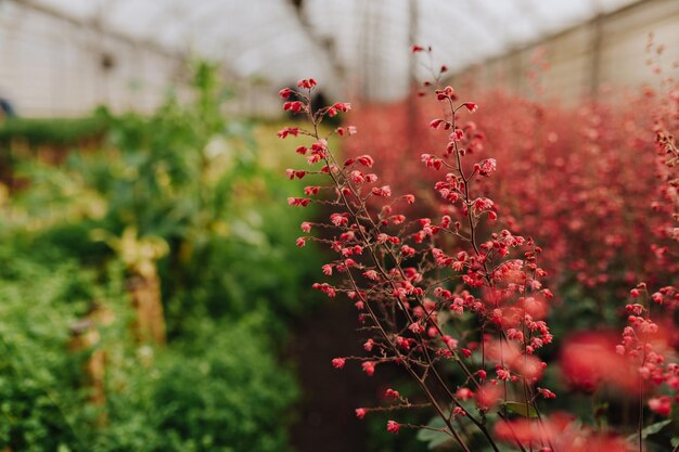 Centro de jardinería con espacio para copiar.