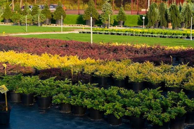 Centro de jardinería con vegetación plantada en tinas para plantar en campo abierto