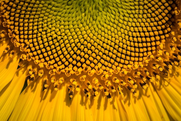 Centro matemático de un girasol