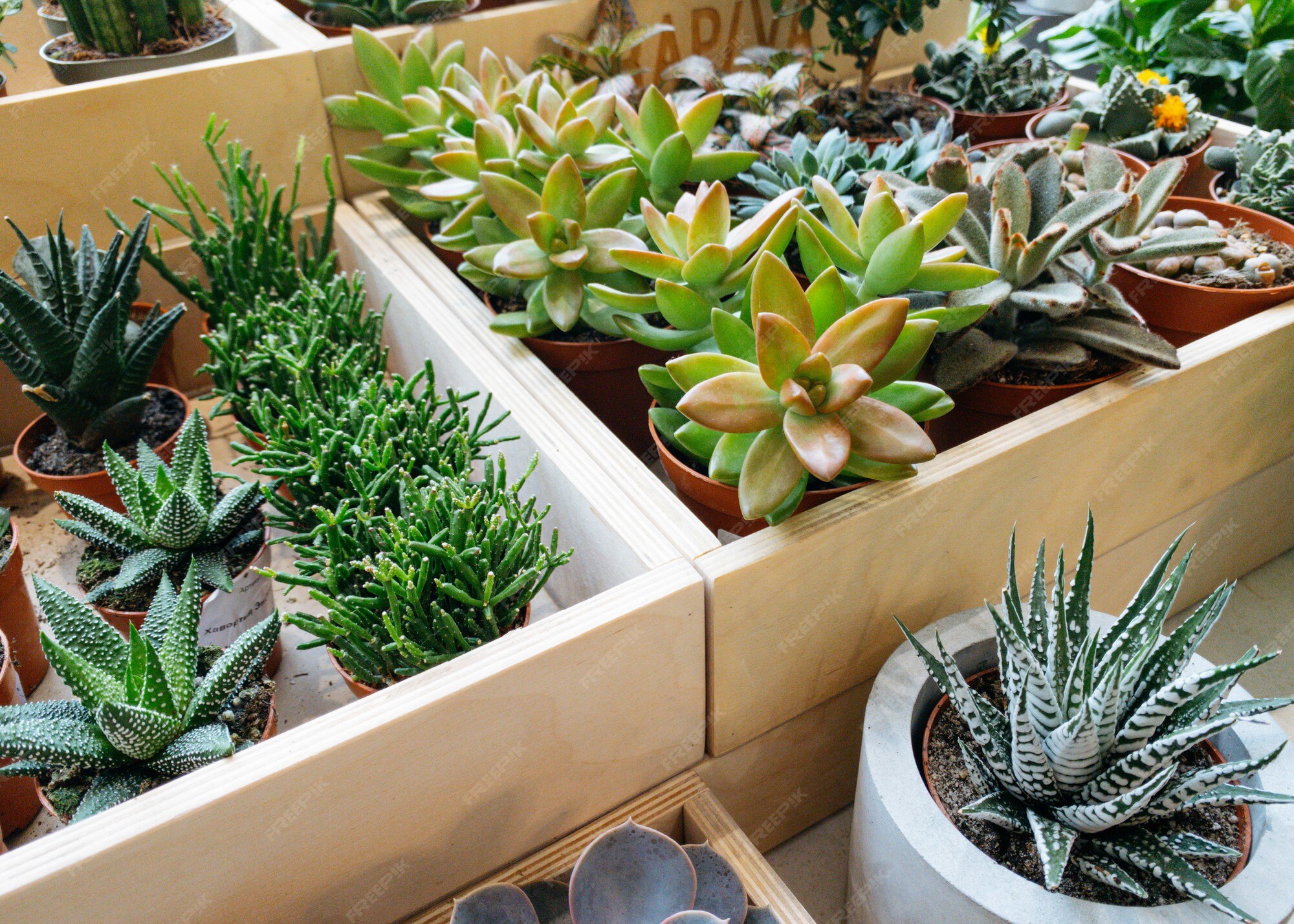 Centro de mesa arreglo de planta suculenta echeveria verde pastel en maceta  de madera cactus desierto pla ... | Foto Premium