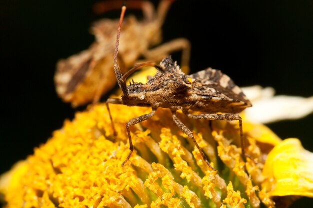 Centrocoris variegatus insecto