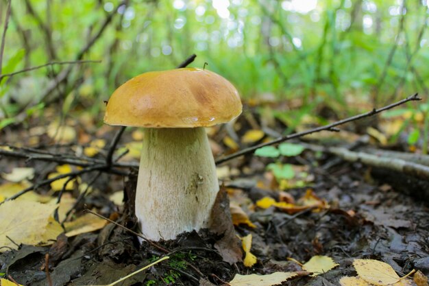 Cep forte na floresta no outono