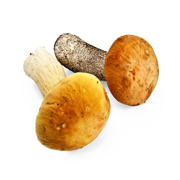 Cep con una gorra amarilla y boletus de gorra naranja con un sombrero naranja aislado sobre fondo blanco.